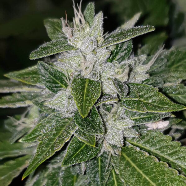 Sowah Regular Seeds - 12 - Image 2
