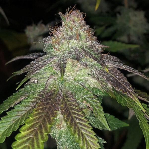 Kuntz Feminised Cannabis Seeds by Pheno Finder Seeds