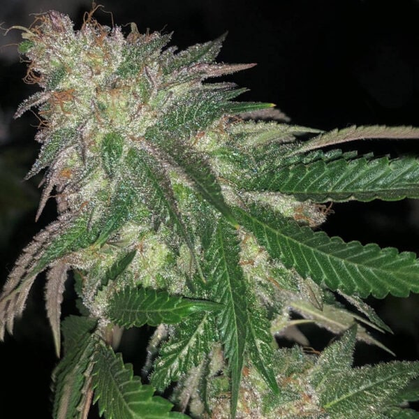 Kuntz Feminised Cannabis Seeds by Pheno Finder Seeds