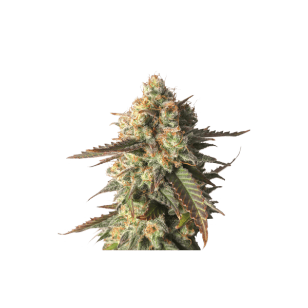 Strawberry Chemdawg OG Feminised Cannabis Seeds by Super Sativa Seed Club