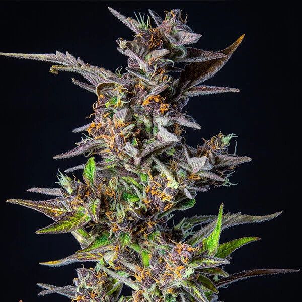 Watermelon Auto Feminised Seeds - Image 2