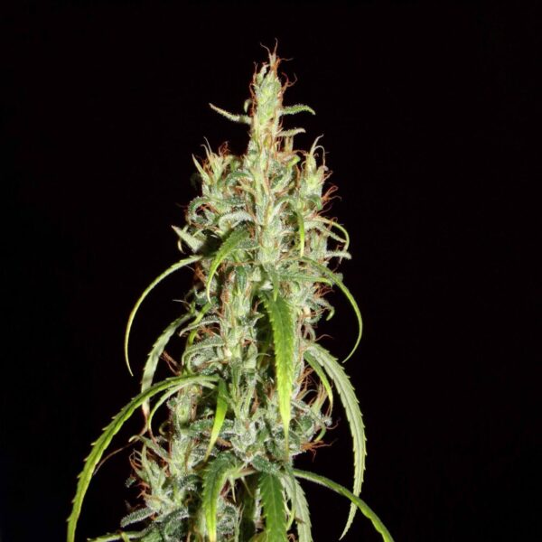 Chebarkul Siberian Ruderalis CBD Auto Regular Cannabis Seeds by Khalifa Genetics