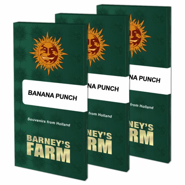 Banana Punch Feminised Seeds