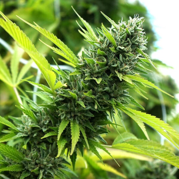 Banana Sapphire Feminised Seeds - Image 2