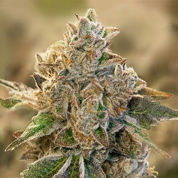 Do Si Face Auto Feminised Seeds