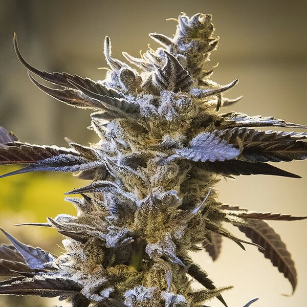 Ghost Train OG Auto Feminised Seeds