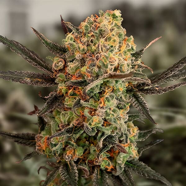 Gorilla Cookies Auto Feminised Seeds