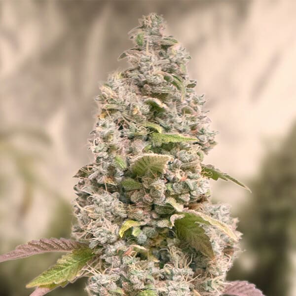 Gorilla Cookies FAST Feminised Seeds