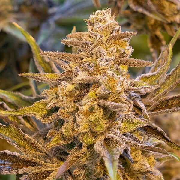 High Voltage Auto Feminised Seeds