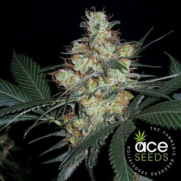 Nepal Jam Feminised Cannabis Seeds - Breeders Pack by Ace Seeds