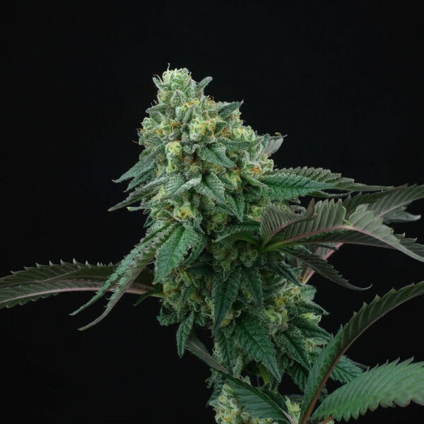 Pink Gasoline Feminised Seeds - 6 - Image 2