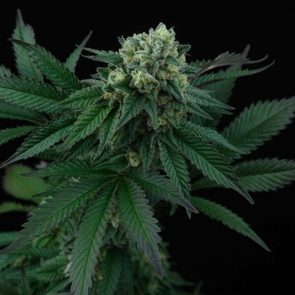 Pink Gasoline Feminised Seeds - 6