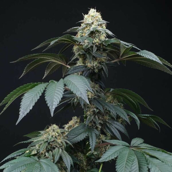 Peach Lassi Regular Seeds - 12 - Image 2