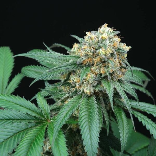 Peach Lassi Regular Seeds - 12