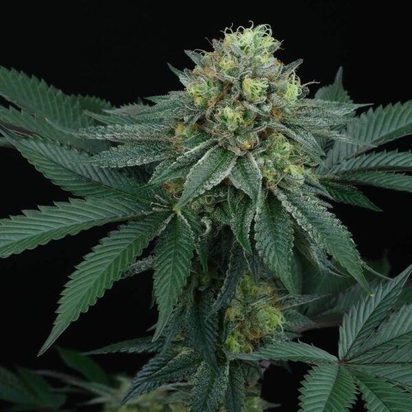 ZaiZai Regular Seeds - 12 - Image 2