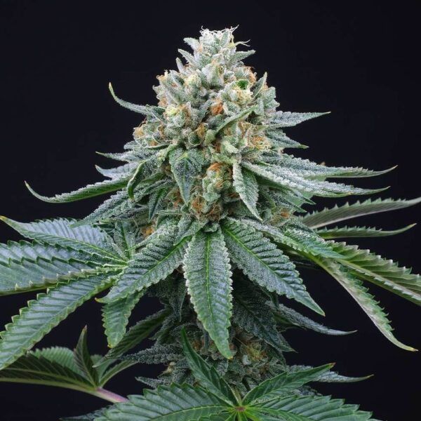 ZaiZai Regular Seeds - 12