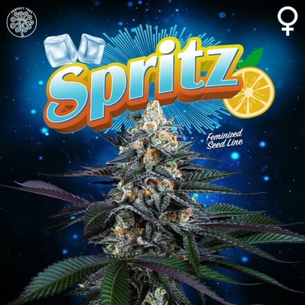 Spritz Feminised Cannabis Seeds by Perfect Tree Seeds
