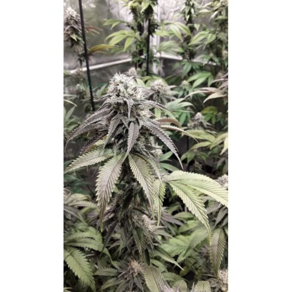 Strawberry Cookies FAST Feminised Seeds - Image 2