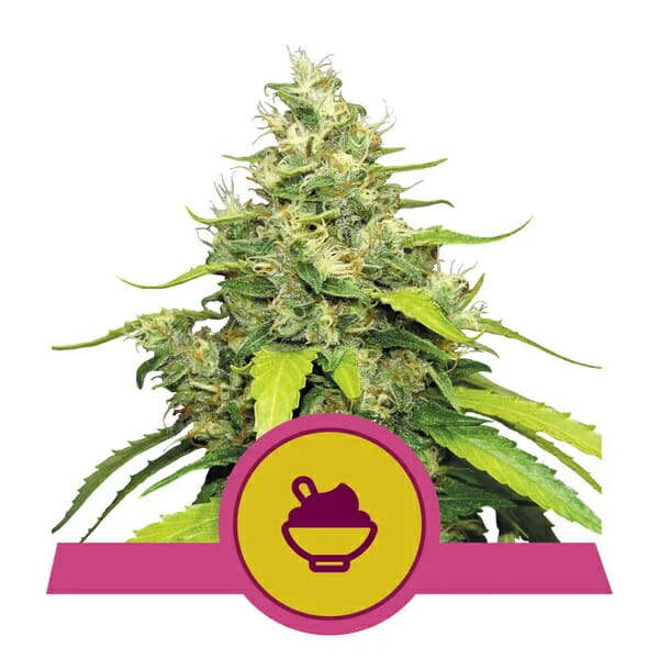 Blue Gelato Feminised Seeds