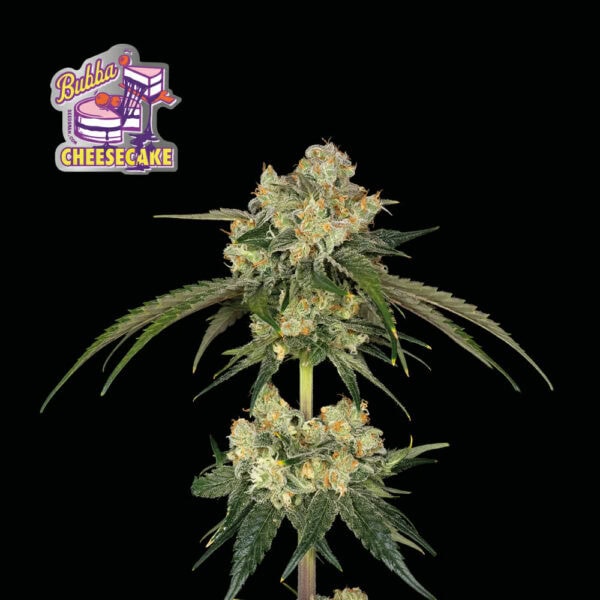 Bubba Cheesecake Feminised Seeds - Image 2