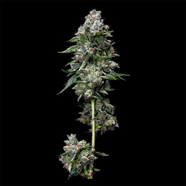 Kosher Kush Regular Seeds