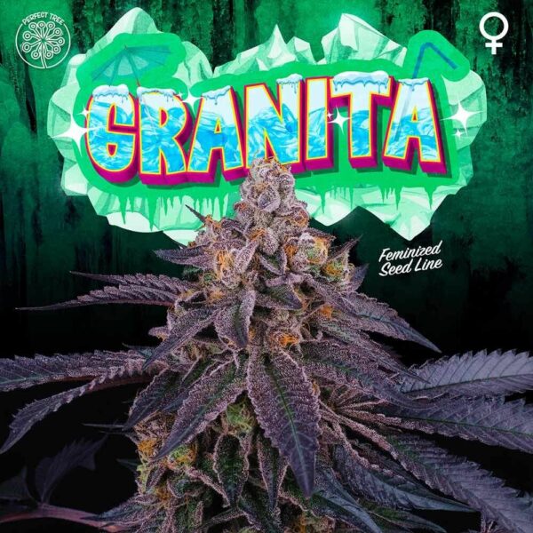 Granita Feminised Seeds - 6 - Image 2
