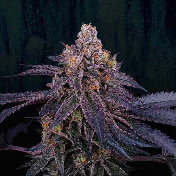 Granita Feminised Seeds - 6