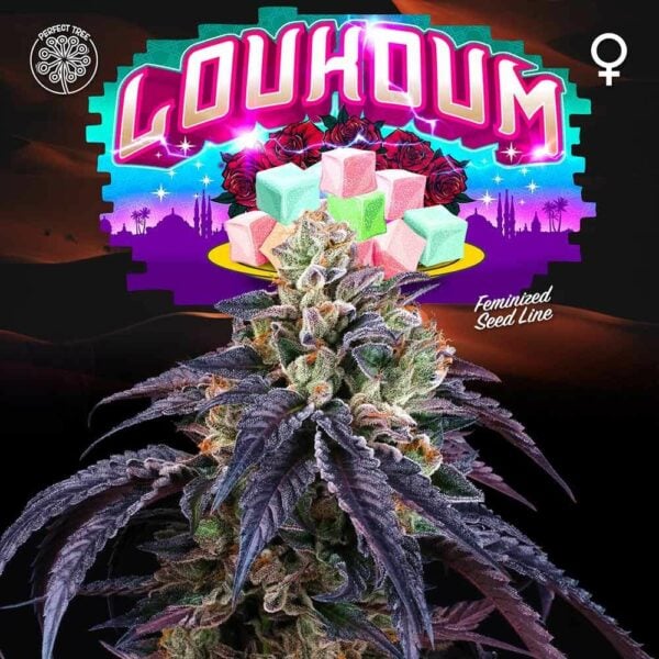 Loukoum Feminised Seeds - 6 - Image 2