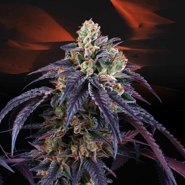 Loukoum Feminised Seeds - 6