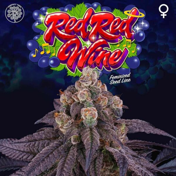 Red Red Wine Feminised Seeds - 6 - Image 2