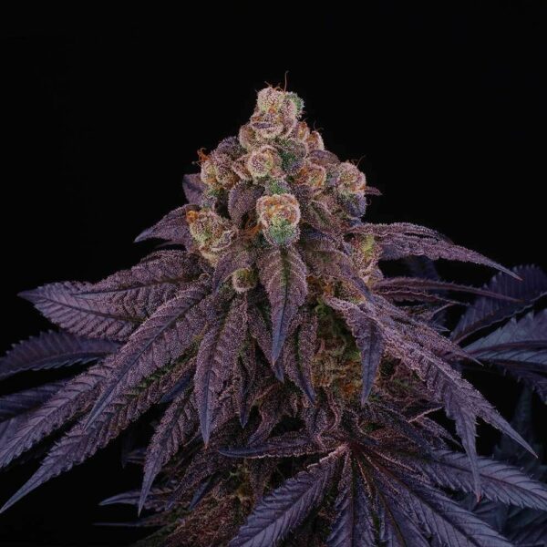 Red Red Wine Feminised Seeds - 6