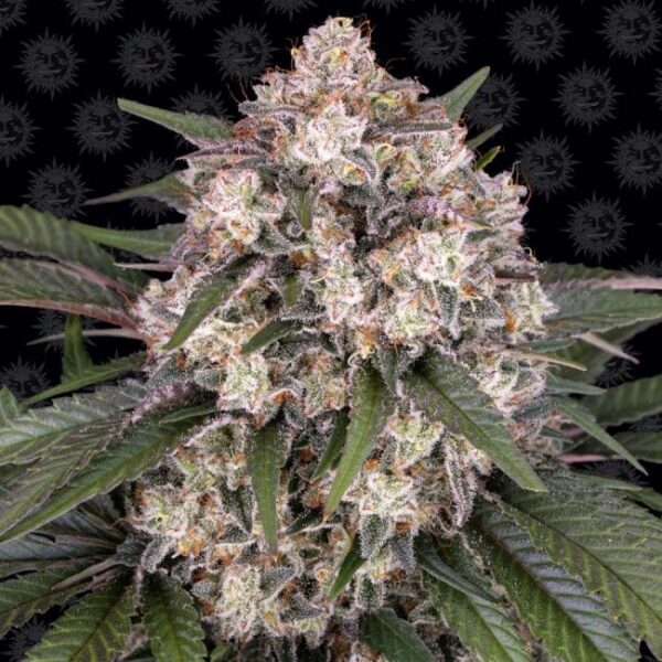 OG Kush auto