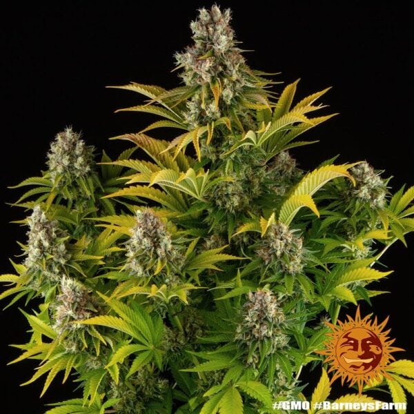 GMO Feminised Cannabis Seeds by Barney's Farm