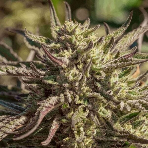 Space Panda Feminised Cannabis Seeds by Atlas Seed