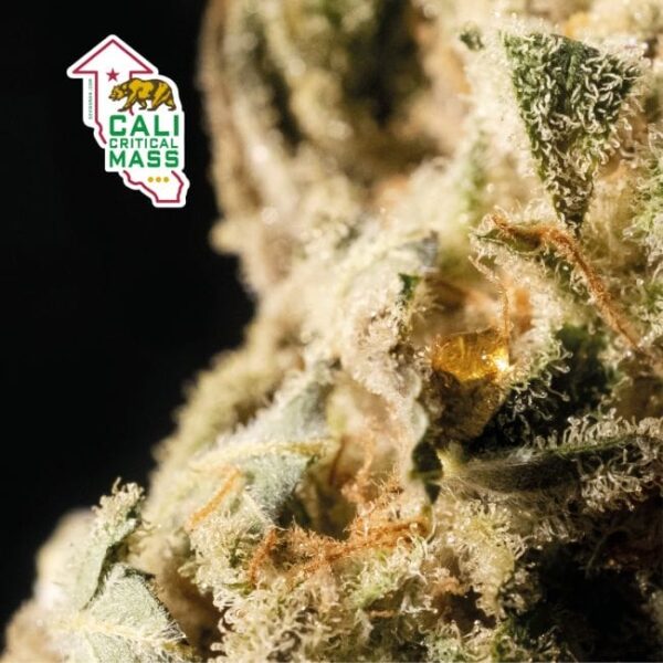Cali Critical Mass Feminised