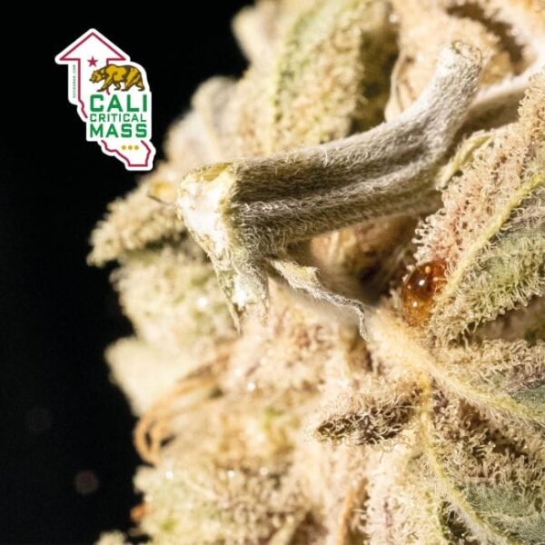 Cali Critical Mass Feminised