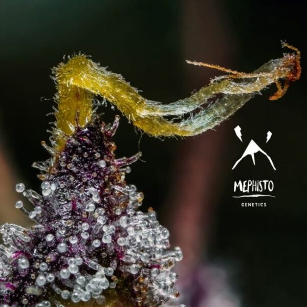 Mephisto's Wedding Auto Feminised by Mephisto Genetics