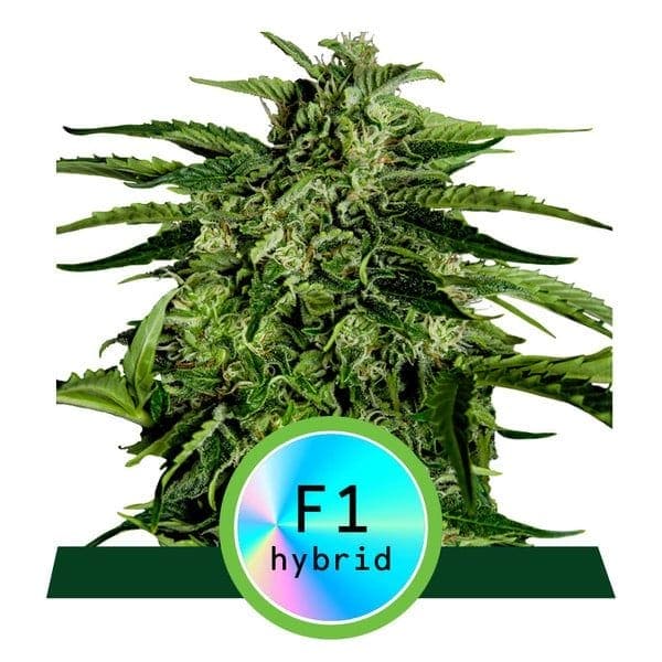 Apollo F1 Auto Feminised Cannabis Seeds by Royal Queen Seeds