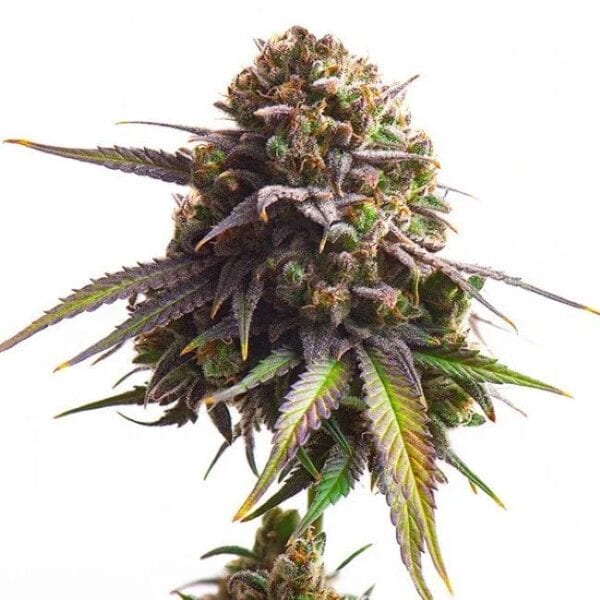 Biscotti Feminised Cannabis Seeds by Royal Queen Seeds