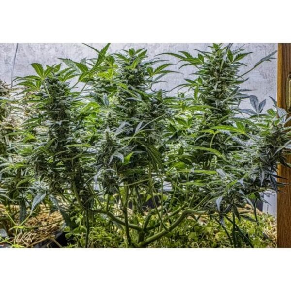 AK Triple Haze Auto Feminised Cannabis Seeds by Super Sativa Seed Club