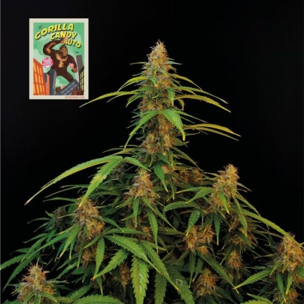 Gorilla Candy Auto Feminised by Seedsman