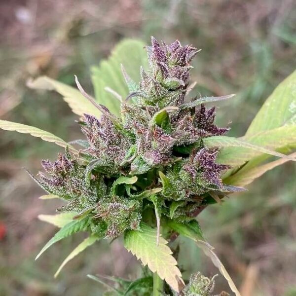 Bubblegum GPP Regular Cannabis Seeds by TerpyZ Mutant Genetics