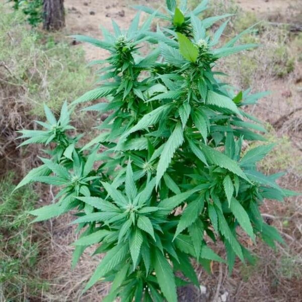 Bubblegum GPP Regular by TerpyZ Mutant Genetics