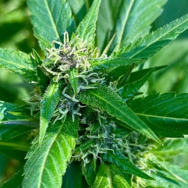 Bubblegum GPP Regular by TerpyZ Mutant Genetics