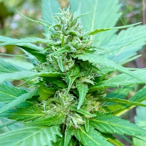Bubblegum GPP Regular by TerpyZ Mutant Genetics