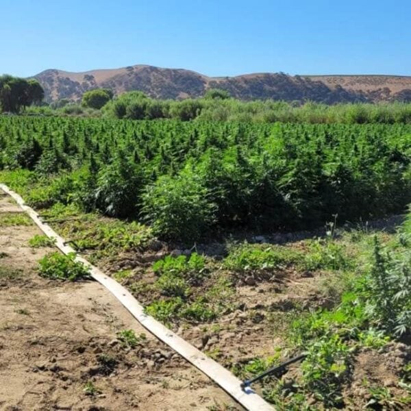 Limonene CBG Feminised Cannabis Seeds by Trilogene Seeds