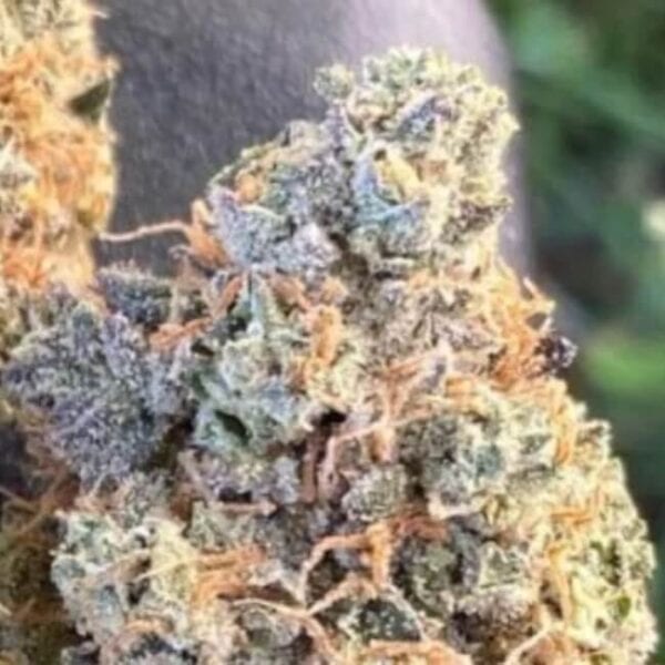 EZ Bake Auto Feminised Cannabis Seeds by Trilogene Seeds