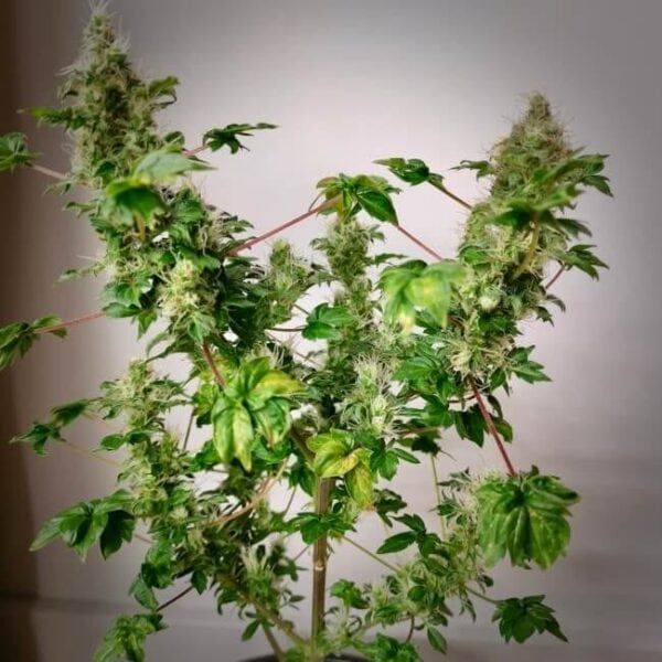 Flo Fusion ABC Regular Cannabis Seeds by TerpyZ Mutant Genetics