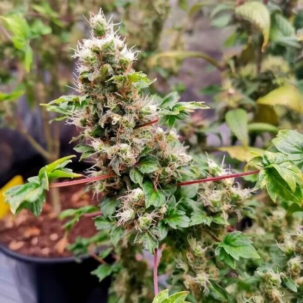 Flo Fusion ABC Regular Seeds by TerpyZ Mutant Genetics