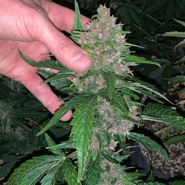 Glu CBD Auto Feminised Cannabis Seeds by Trilogene Seeds